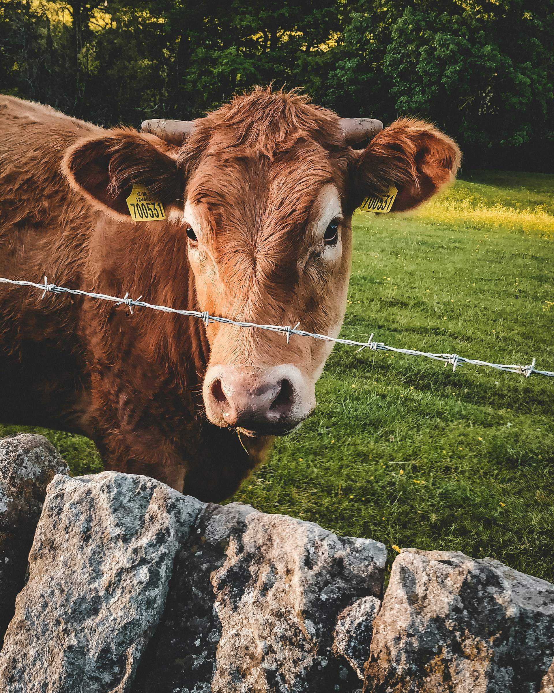 OMG: així pots detectar els aliments modificats genèticament