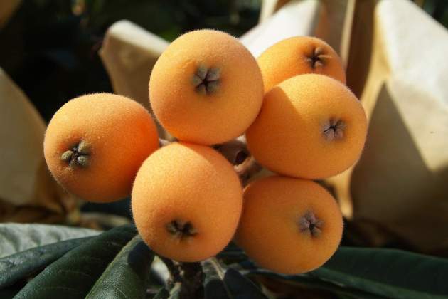 Fruita nespres, nísperos / Foto: Pixabay Fruita nespres, nísperos / Foto: Pixabay