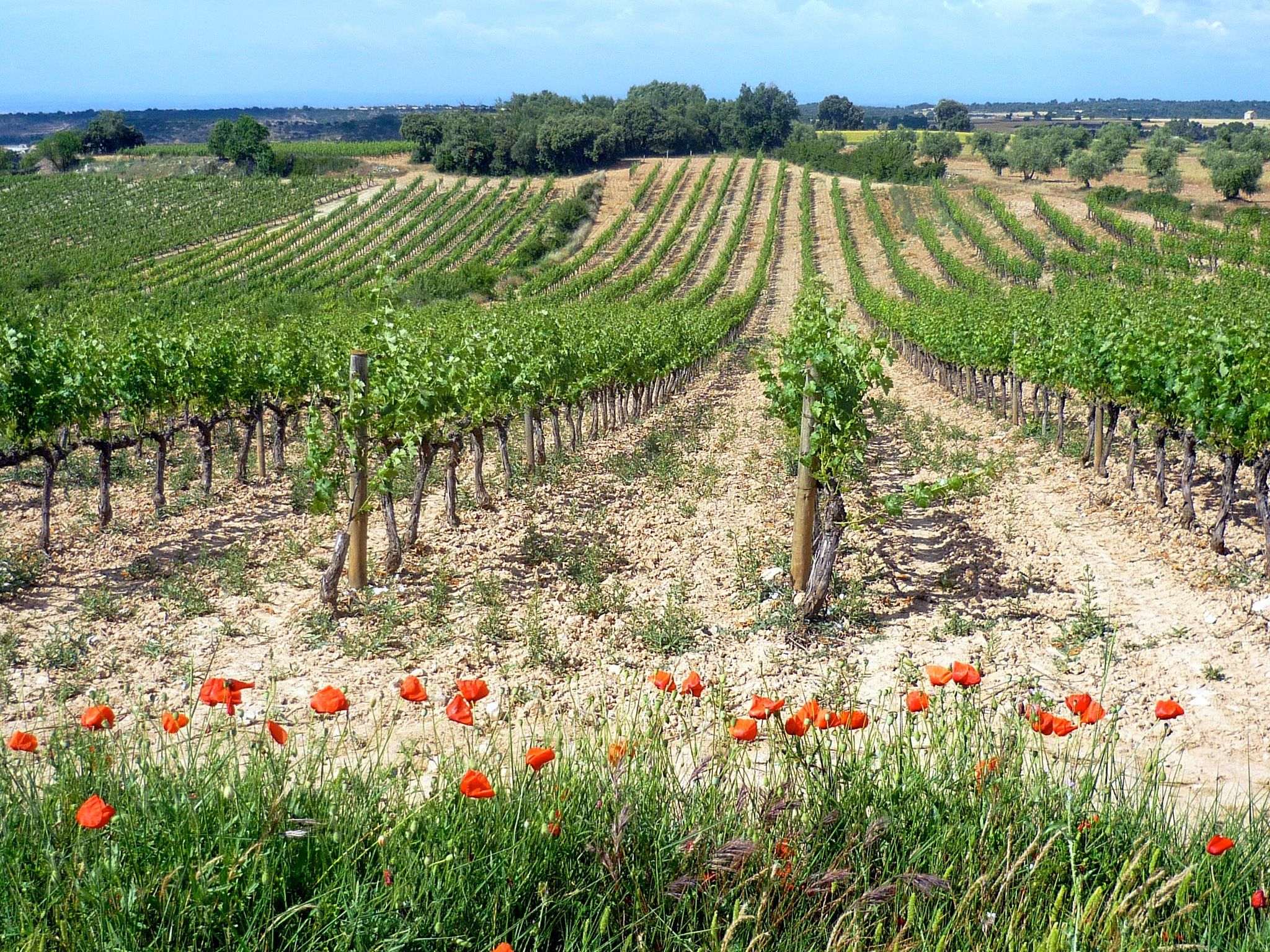 El penedès Turó de les Abelles 2013, millor vi català del 2017