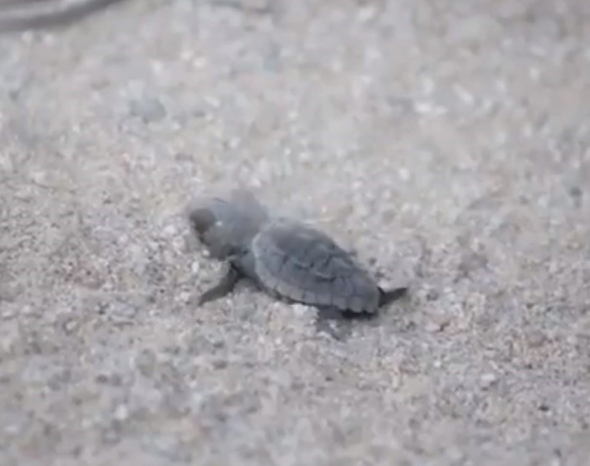 VÍDEO: Nace la primera tortuga boba del nido custodiado de Mataró