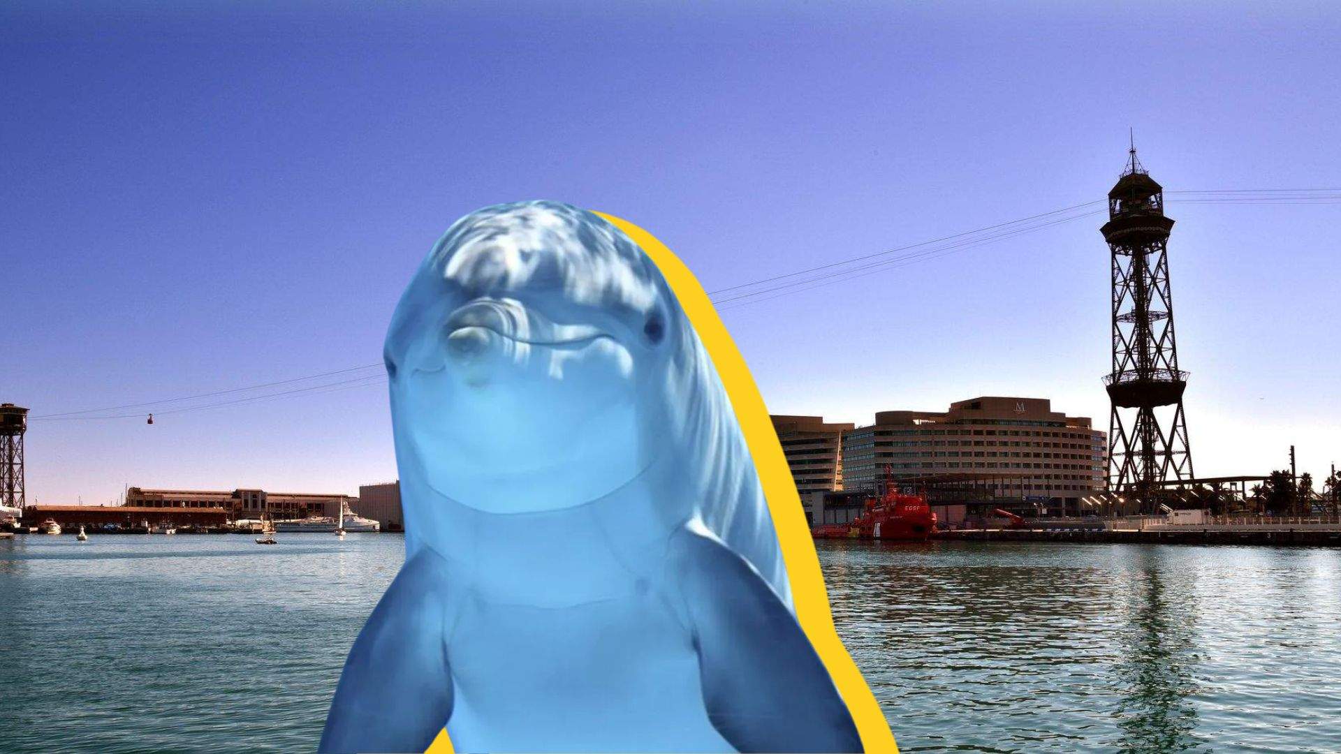 Els dofins tornen al port de Barcelona, ara en un grup nombrós | VÍDEO