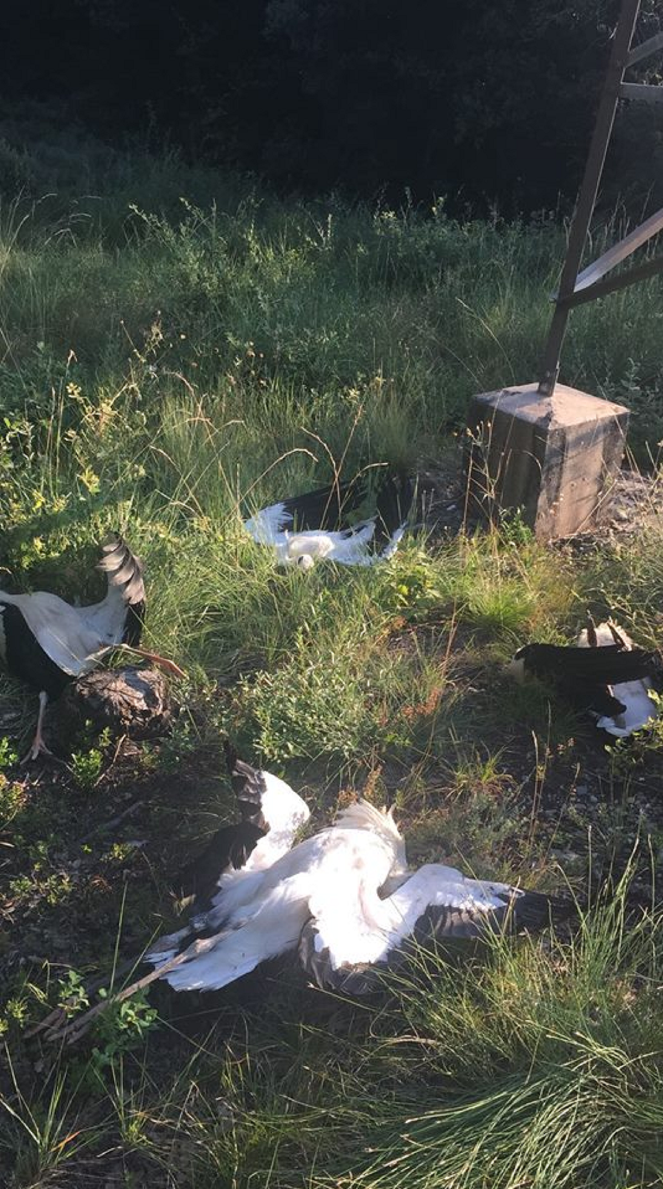 Una sesentena de cigüeñas se electrocutan en Sant Quirze de Besora