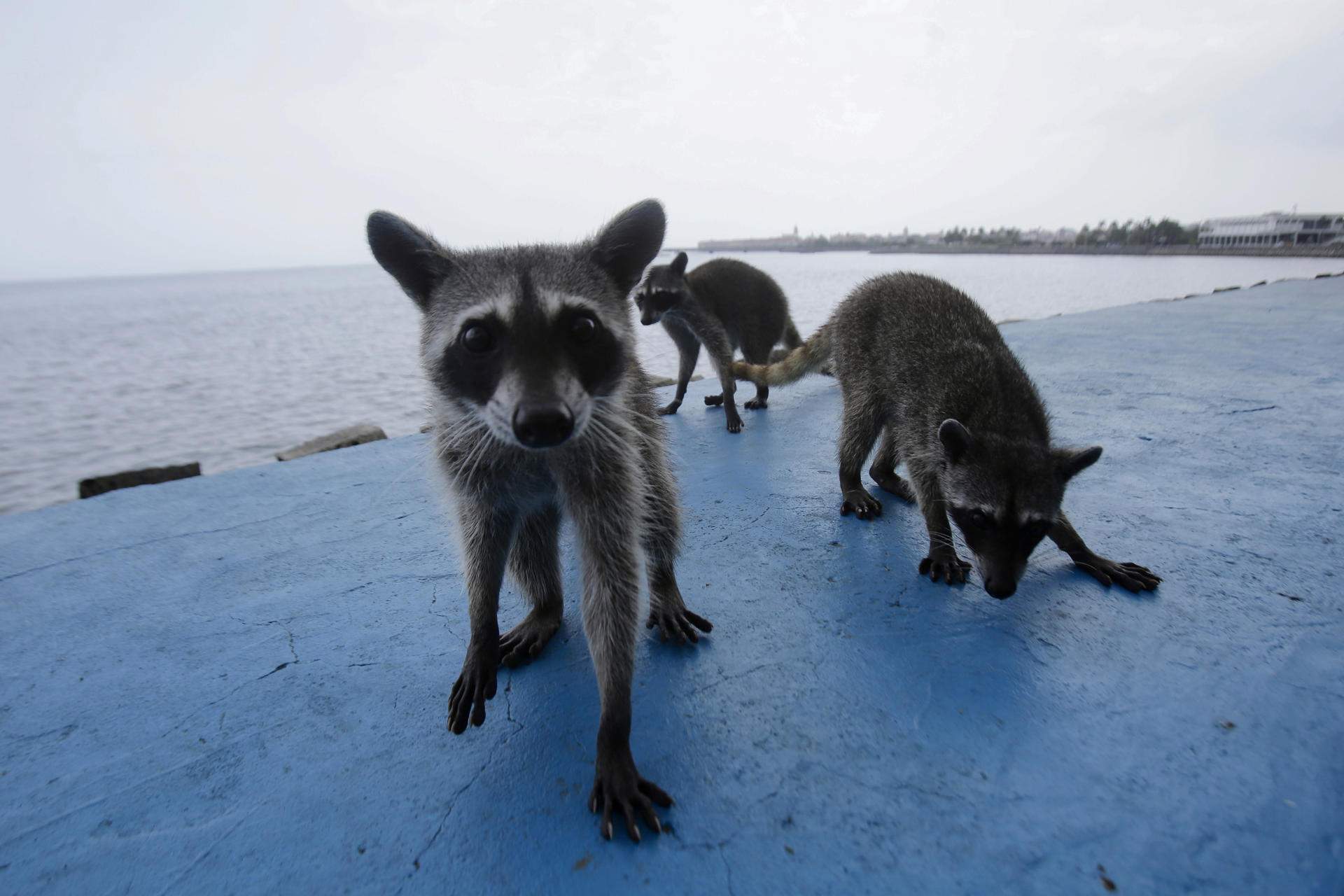 Ciudad de Panamá (Panamá)