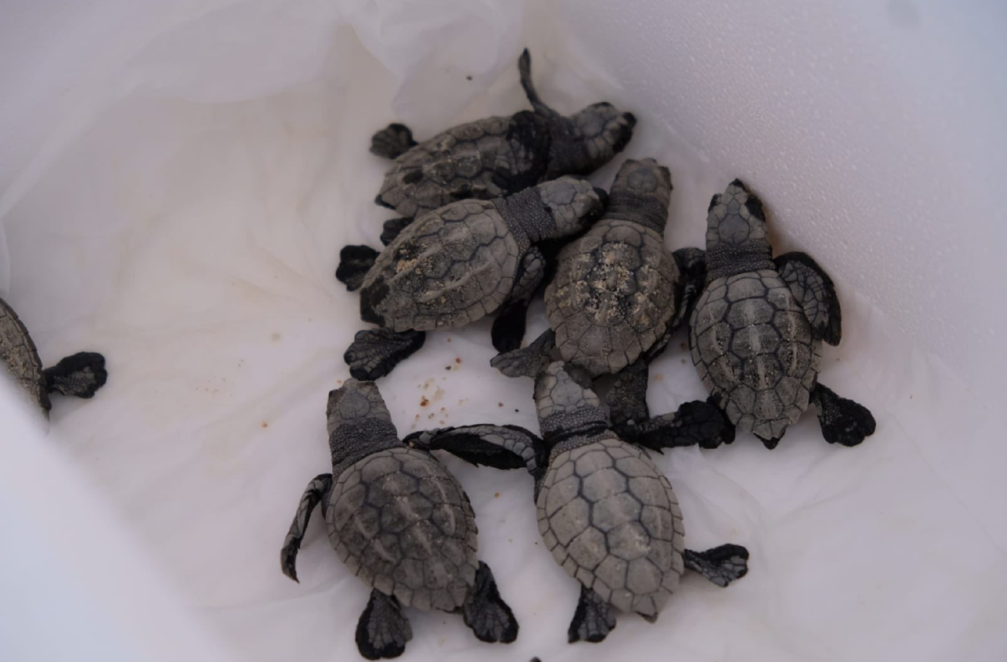 Nacen 33 tortugas bobas más en la playa de Mataró