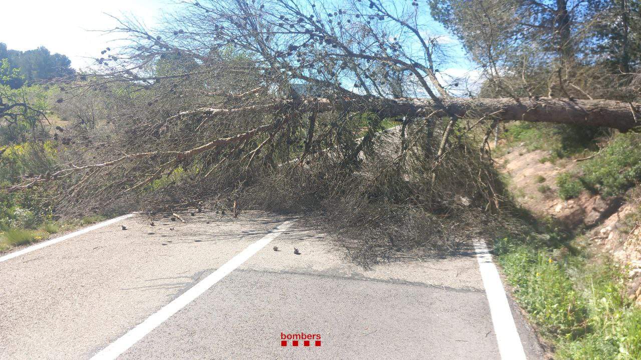 Las espectaculares imágenes de los efectos del temporal de viento en Catalunya | VÍDEOS
