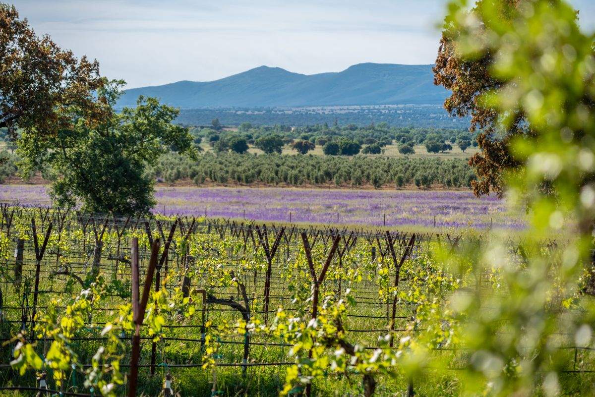 Dehesa El Molinillo presenta sus primeros vinos de dehesa: Le Rous 2023 y Nacelcanto 2022