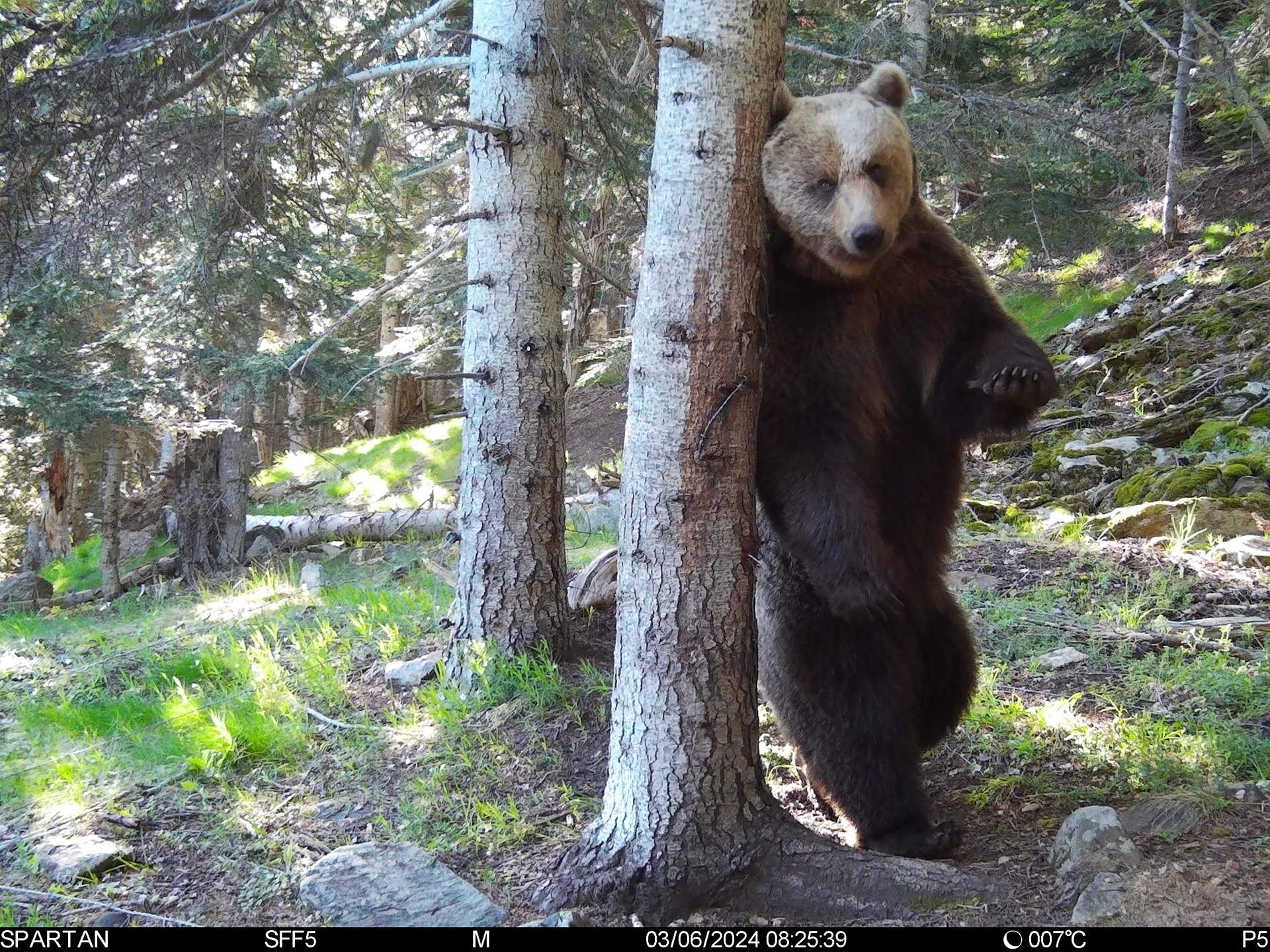 Nere, el oso más viejo del Pirineo, sigue vivo: captadas imágenes en Vall d'Aran