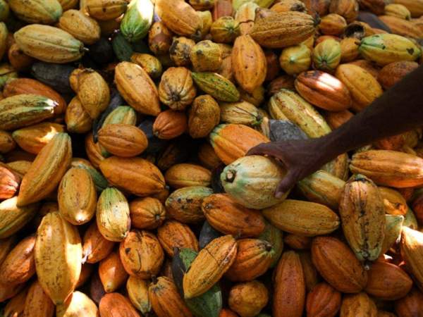 Fruta de granos de cacao | EFE Fruta de granos de cacao | EFE