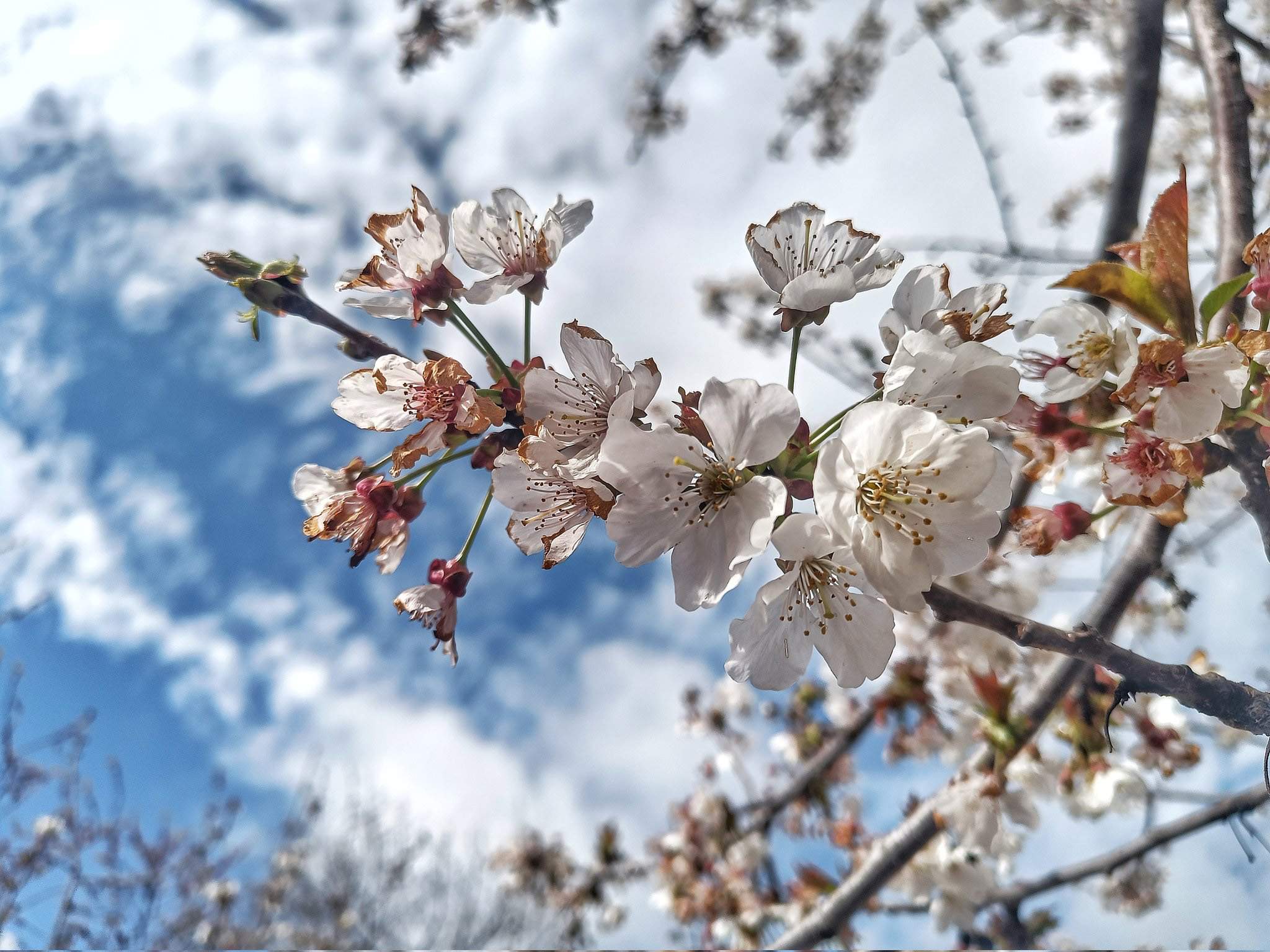 Primavera en estat pur a Catalunya: on i quan plourà aquest diumenge?