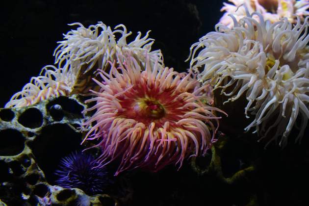 Anémonas de mar / Foto: Unsplash Anémonas de mar / Foto: Unsplash