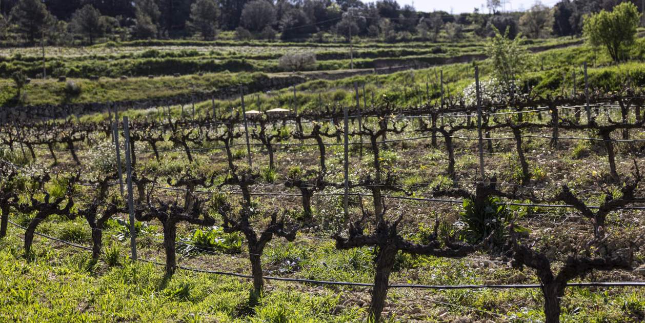 Una de les parcel·les de vinya del celler Llopart, a Subirats. Foto: Montse Giralt Una de les parcel·les de vinya del celler Llopart, a Subirats. Foto: Montse Giralt