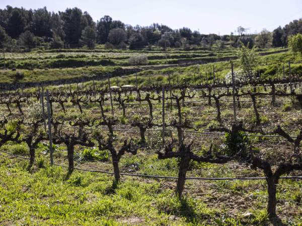 Una de les parcel·les de vinya del celler Llopart, a Subirats. Foto: Montse Giralt Una de les parcel·les de vinya del celler Llopart, a Subirats. Foto: Montse Giralt
