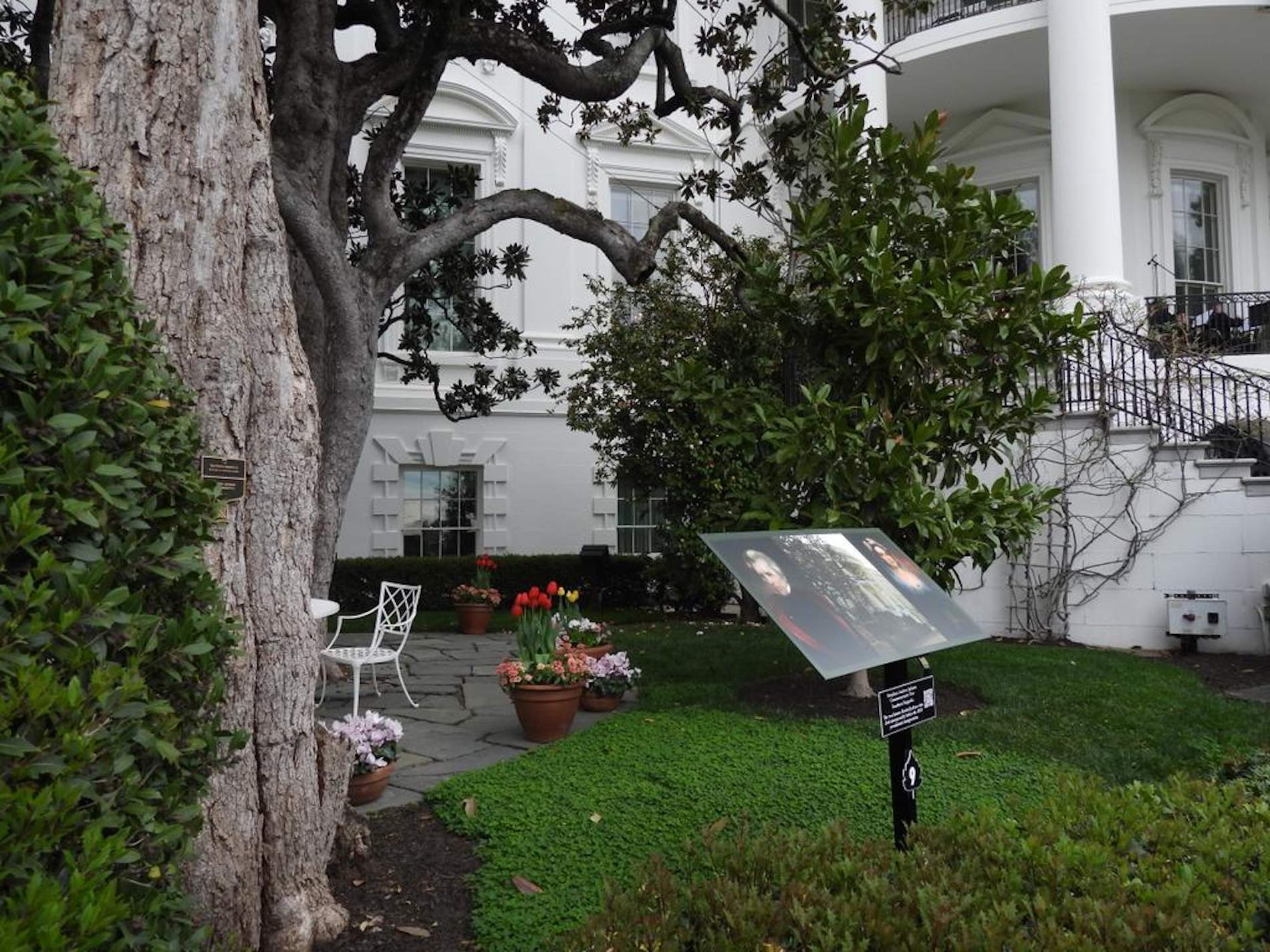 Trump ordena talar un arbre de 200 anys de la Casa Blanca i planta la MAGAnolia