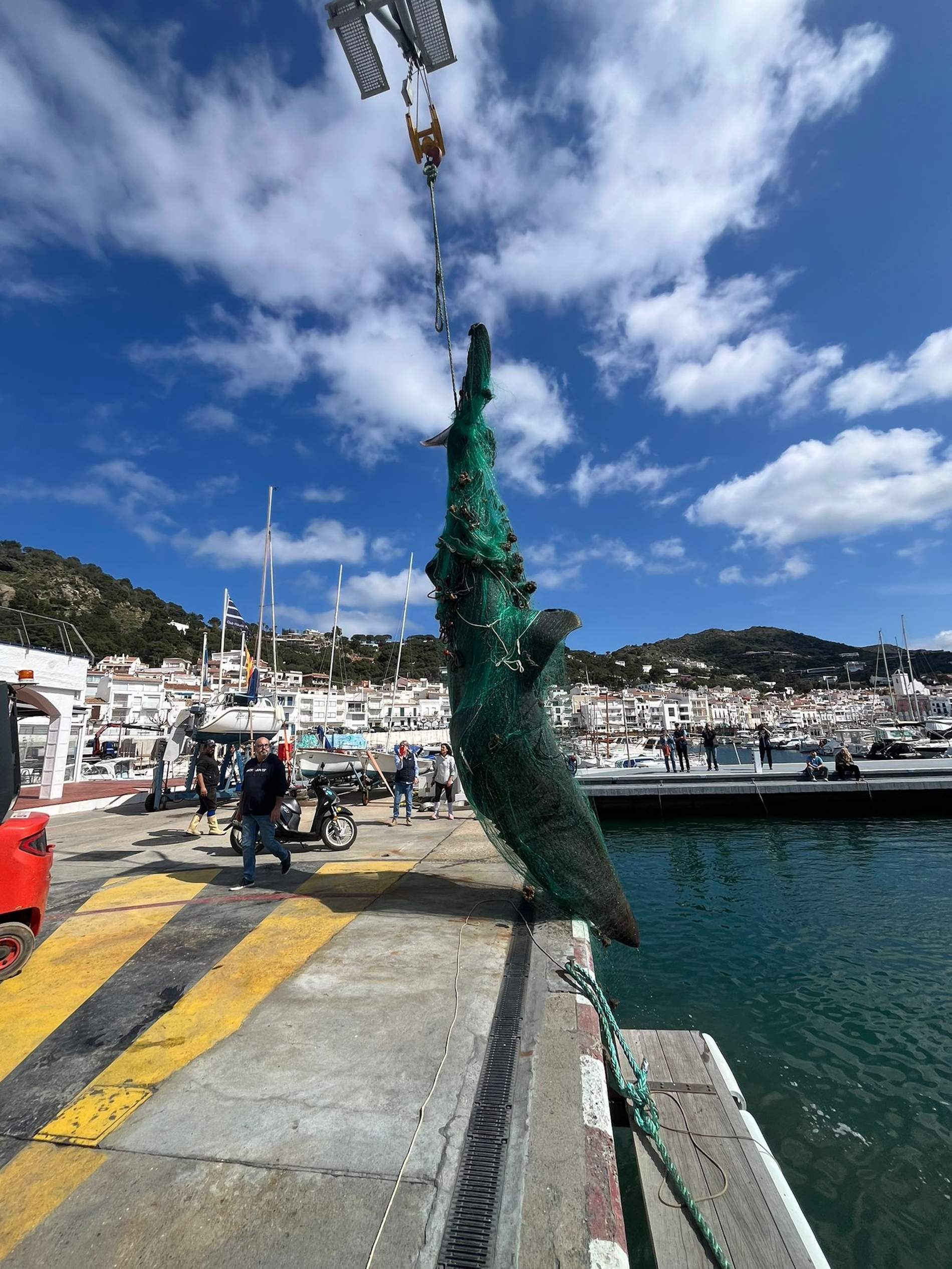 Uns pescadors del Port de la Selva s'emporten un ensurt en capturar un tauró de 7 metres