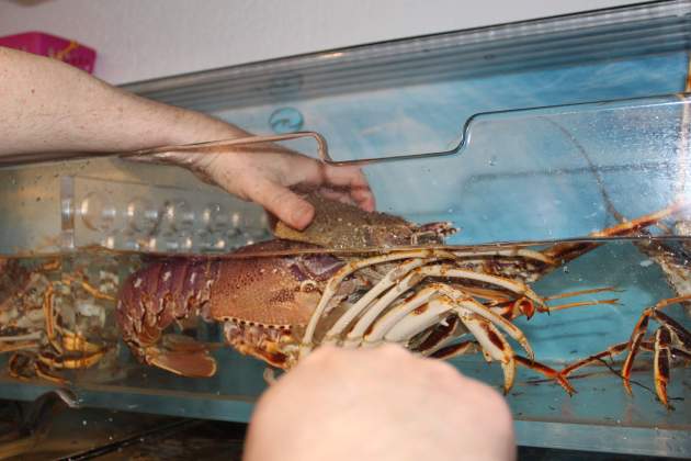 llagosta mudant la pell llagosta mudant la pell