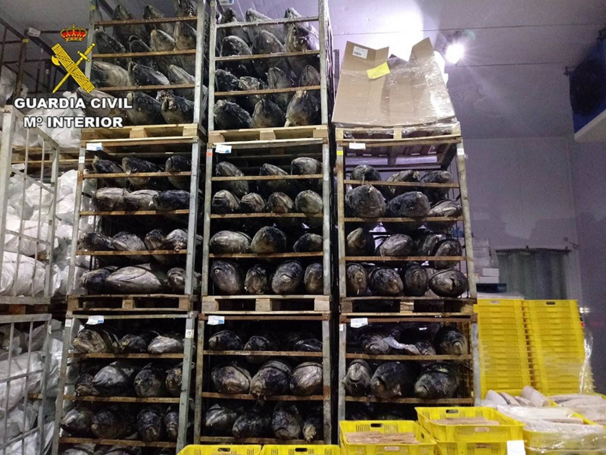 Confiscades 45 tones de tonyina congelada que es venia com a fresca