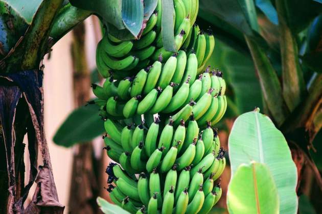 El plàtan és una de les fruites més populars del món / Foto: Unsplash El plàtan és una de les fruites més populars del món / Foto: Unsplash