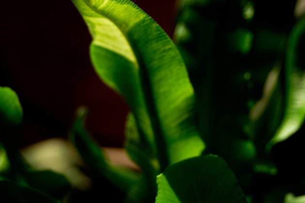 Els espinacs són plens de nutrients / Foto: Unsplash Els espinacs són plens de nutrients / Foto: Unsplash