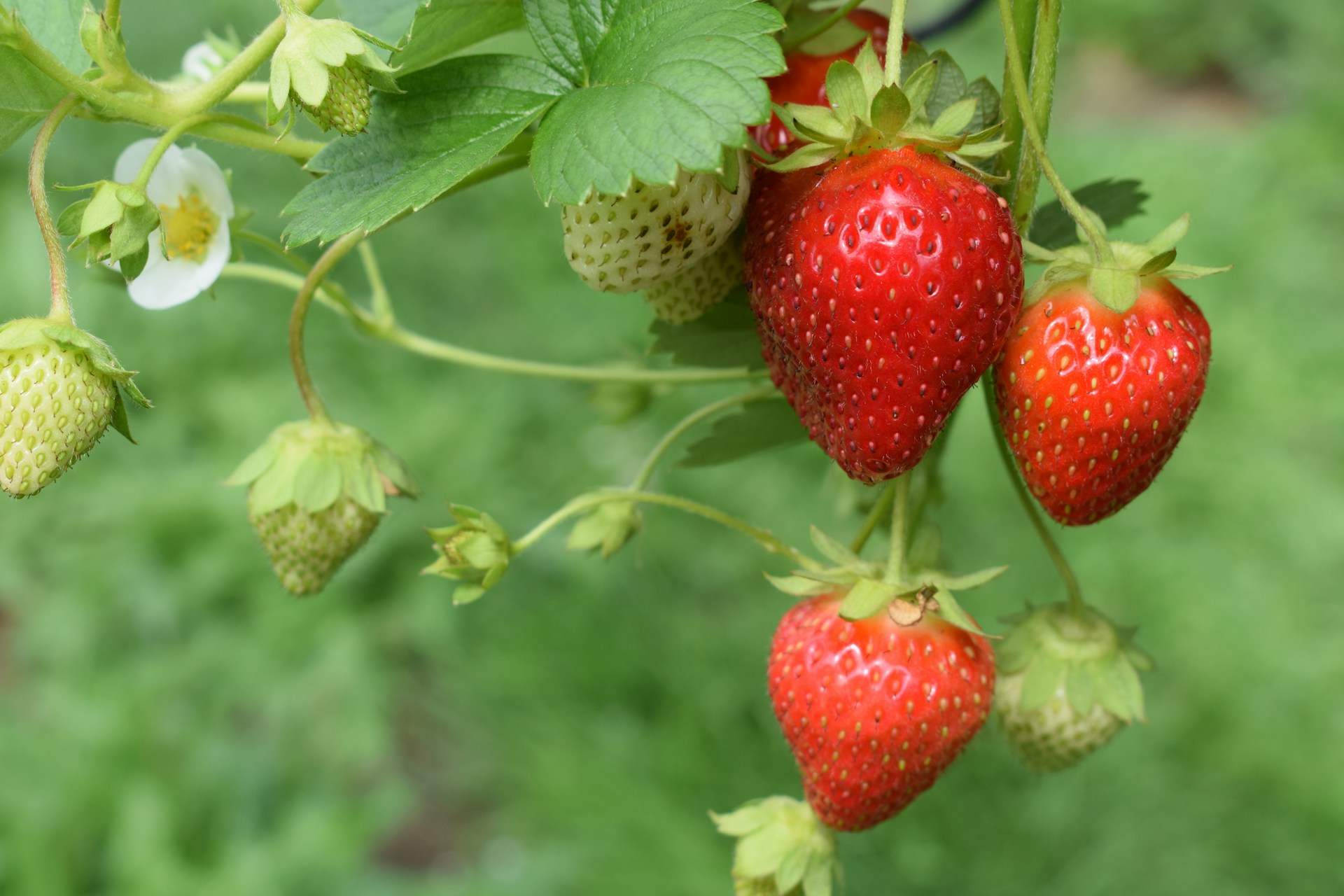 ¿Sabías que las fresas no son una fruta, según la botánica?