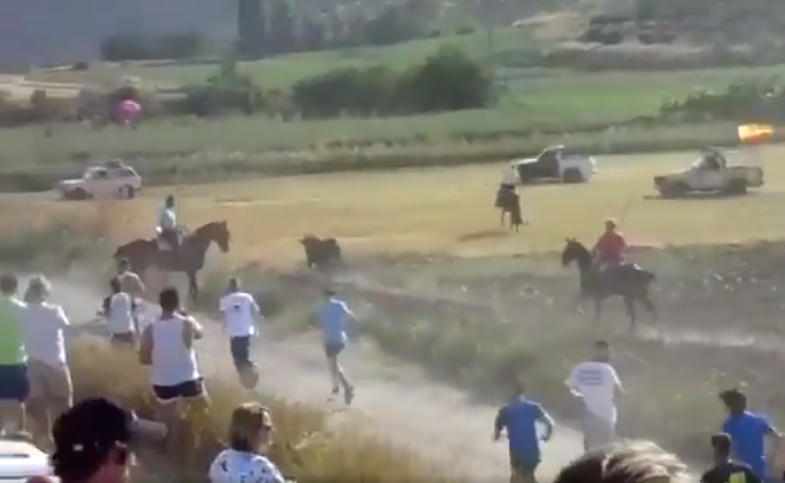 Pacma denuncia el brutal atropellament d'un toro en un encierro