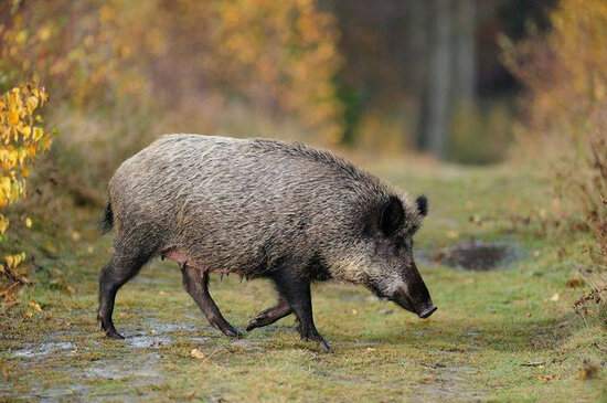 Les vacunes esterilitzants, una opció per mantenir a ratlla la població de senglars a Catalunya