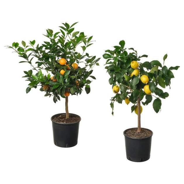Citrus Citrus