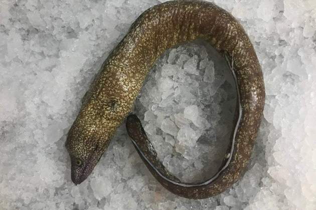 Un pescado ideal para el horno / Foto: Unsplash Un pescado ideal para el horno / Foto: Unsplash