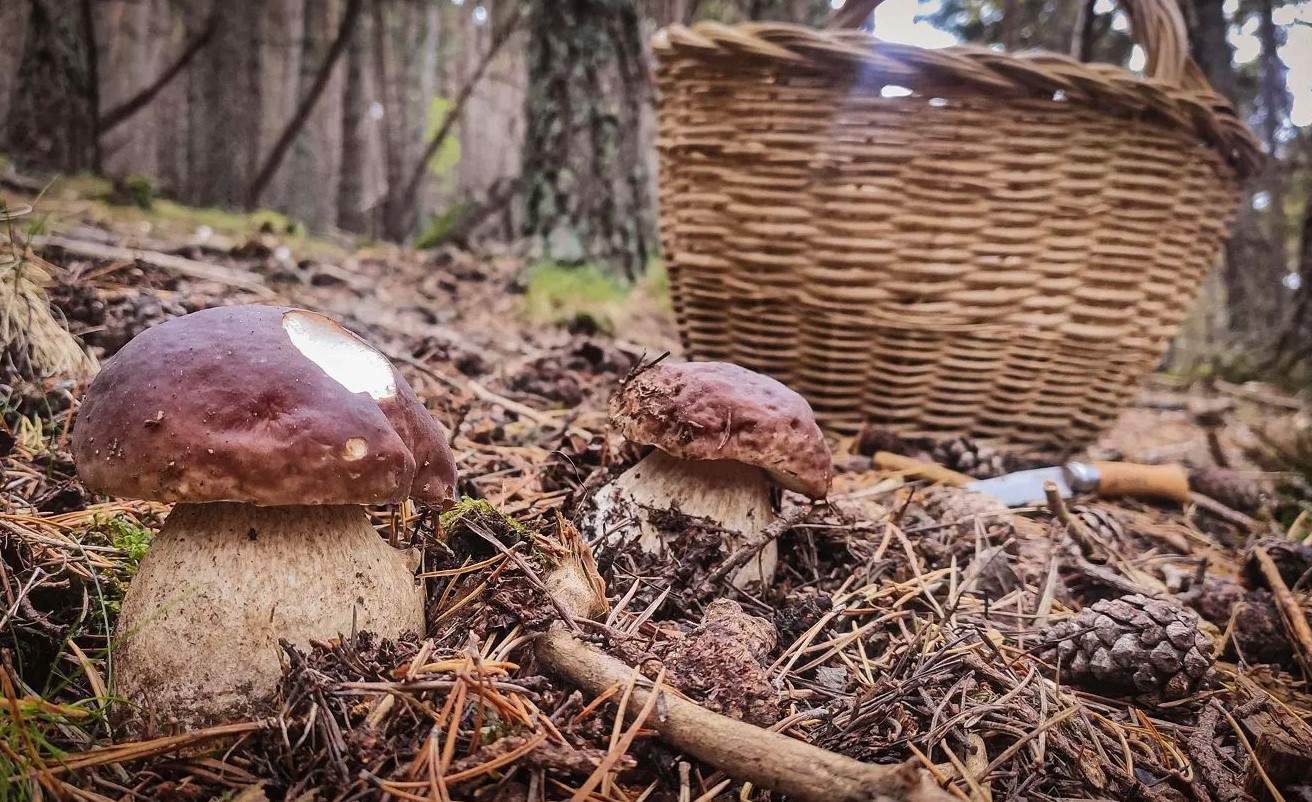 Tots els bolets de primavera que pots trobar al maig a Catalunya