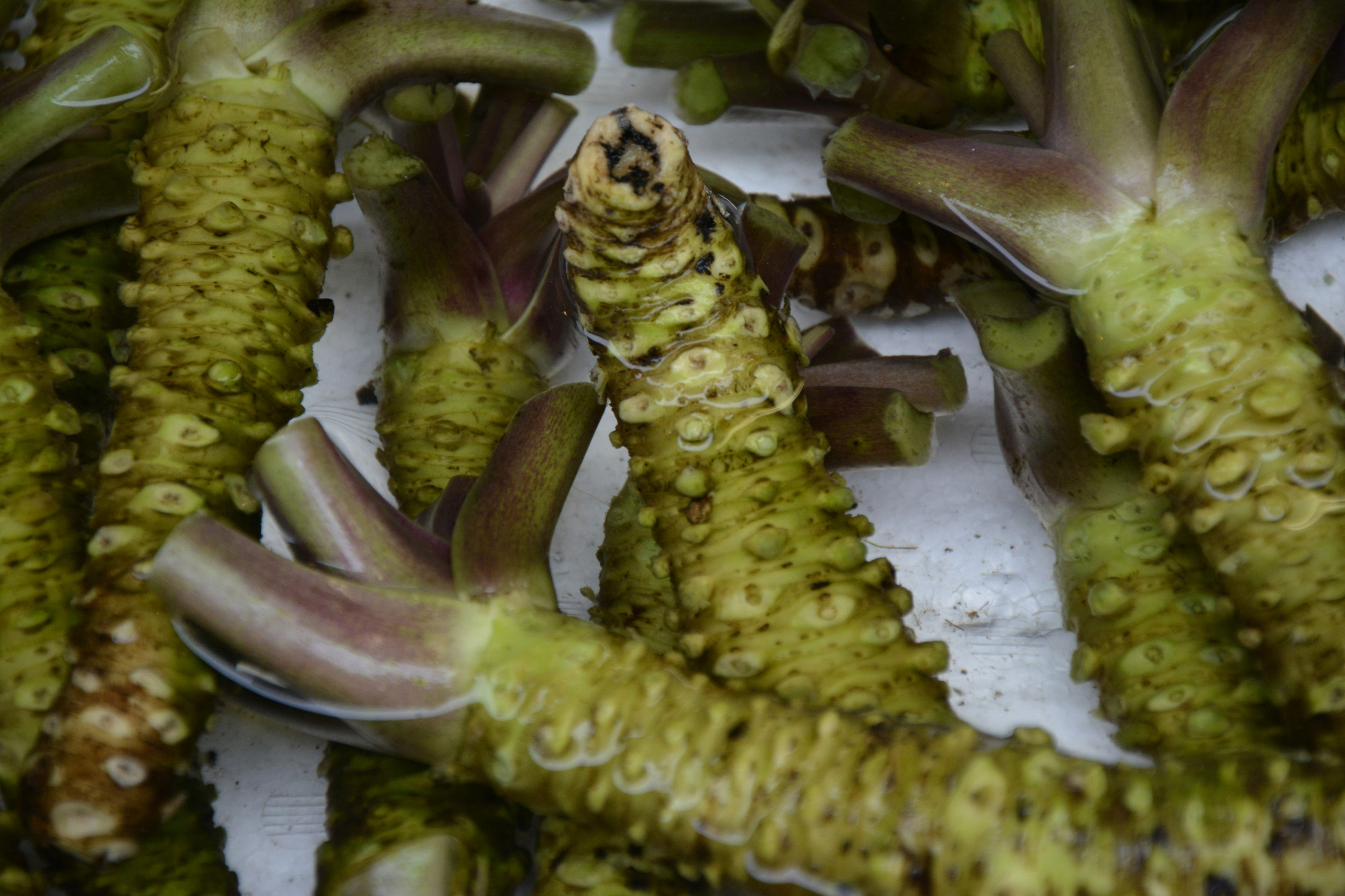 El wassabi català: un ingredient secret molt útil amb el sabor més espectacular de la cuina