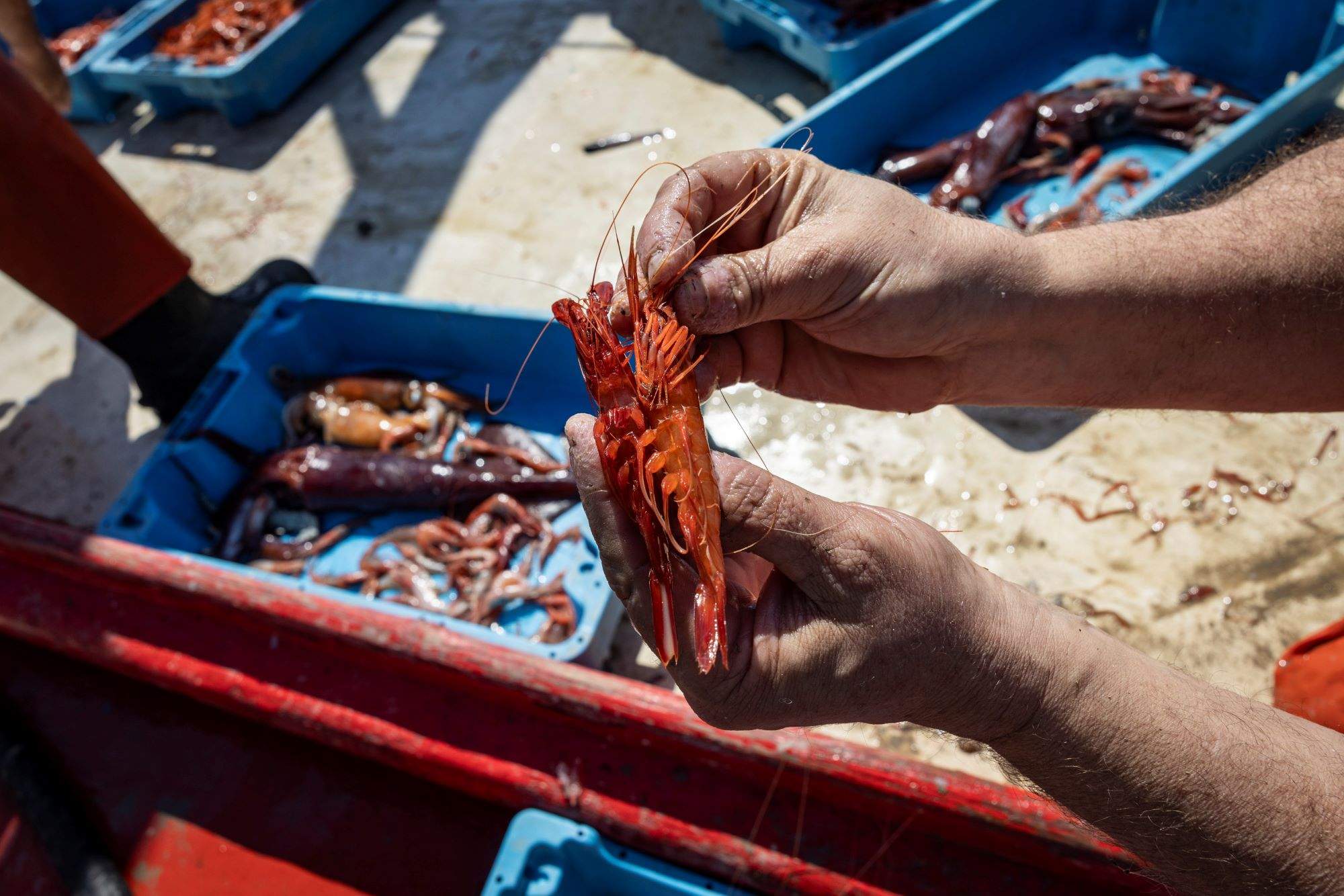 Per què és tan bona (i tan cara) la gamba vermella de Palamós?