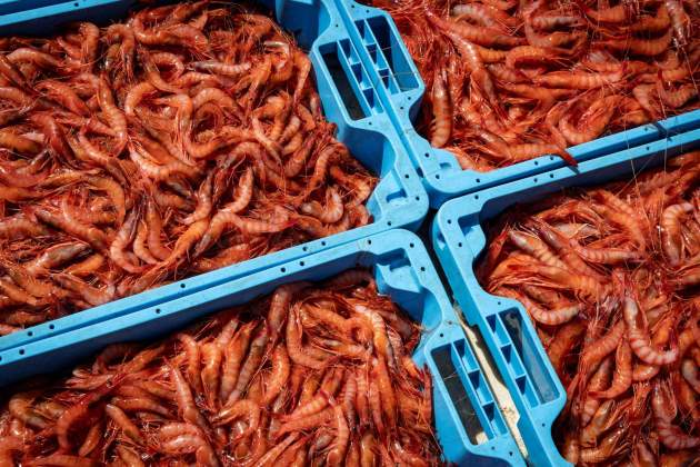 Cajas de gamba roja de Palamós recién pescadas foto Carlos Baglietto