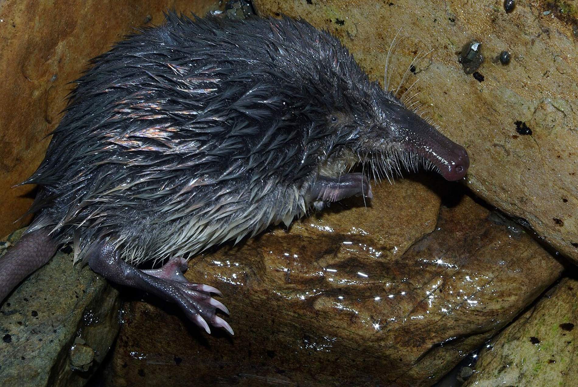 ¿Cómo son el desmán ibérico y la focha moruna, especies declaradas en situación crítica en España?