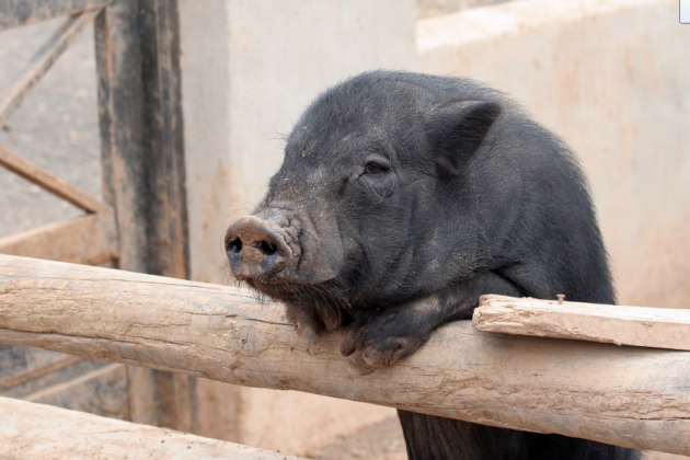 cerdo negro