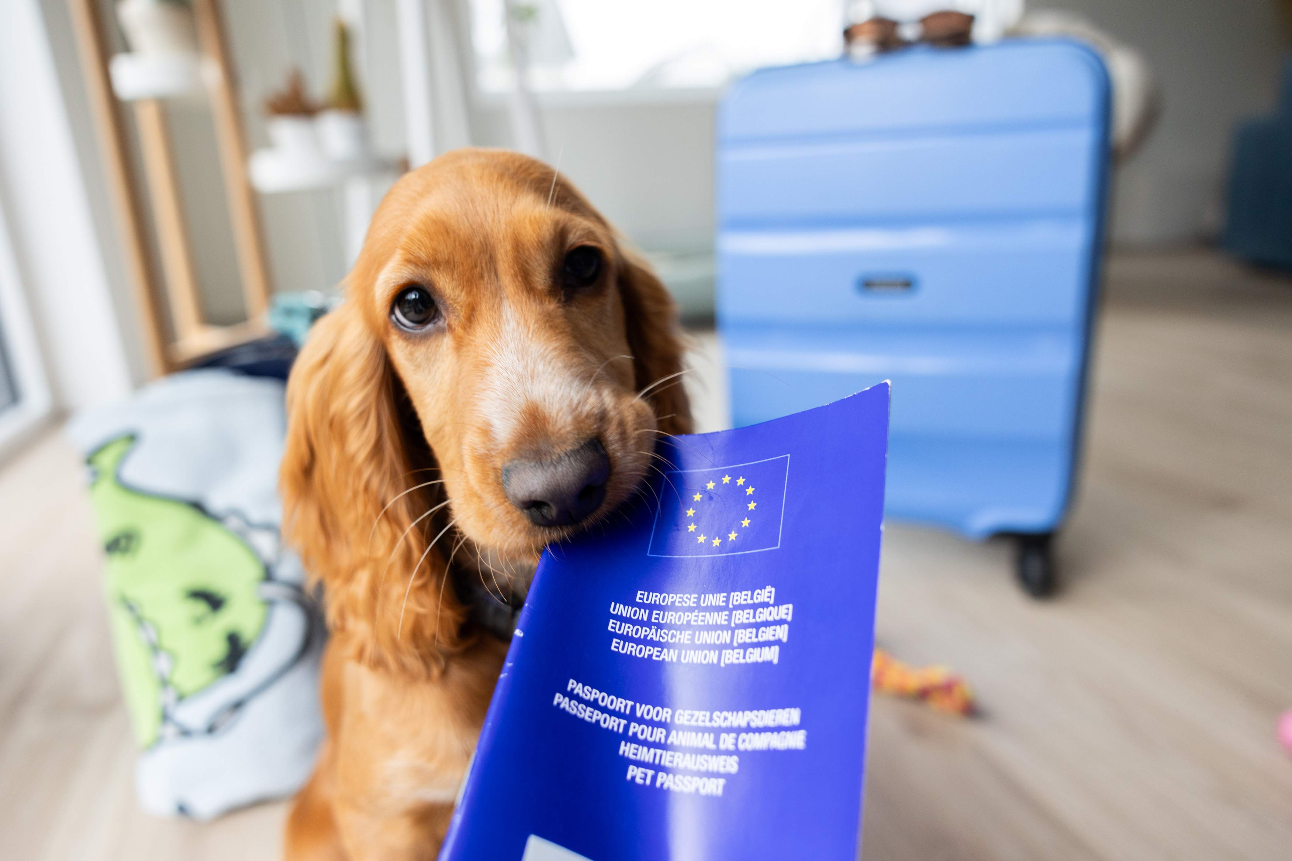 ¿Tiene el mismo valor una mascota que una maleta a la hora de indemnizar por su pérdida?