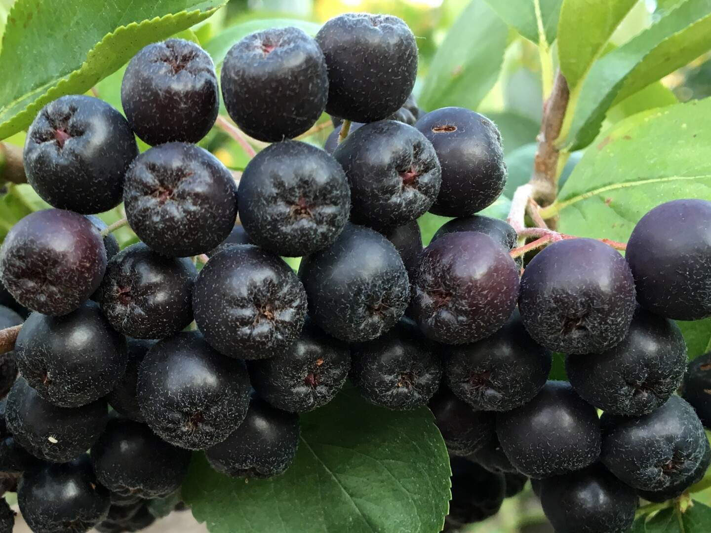Aronia