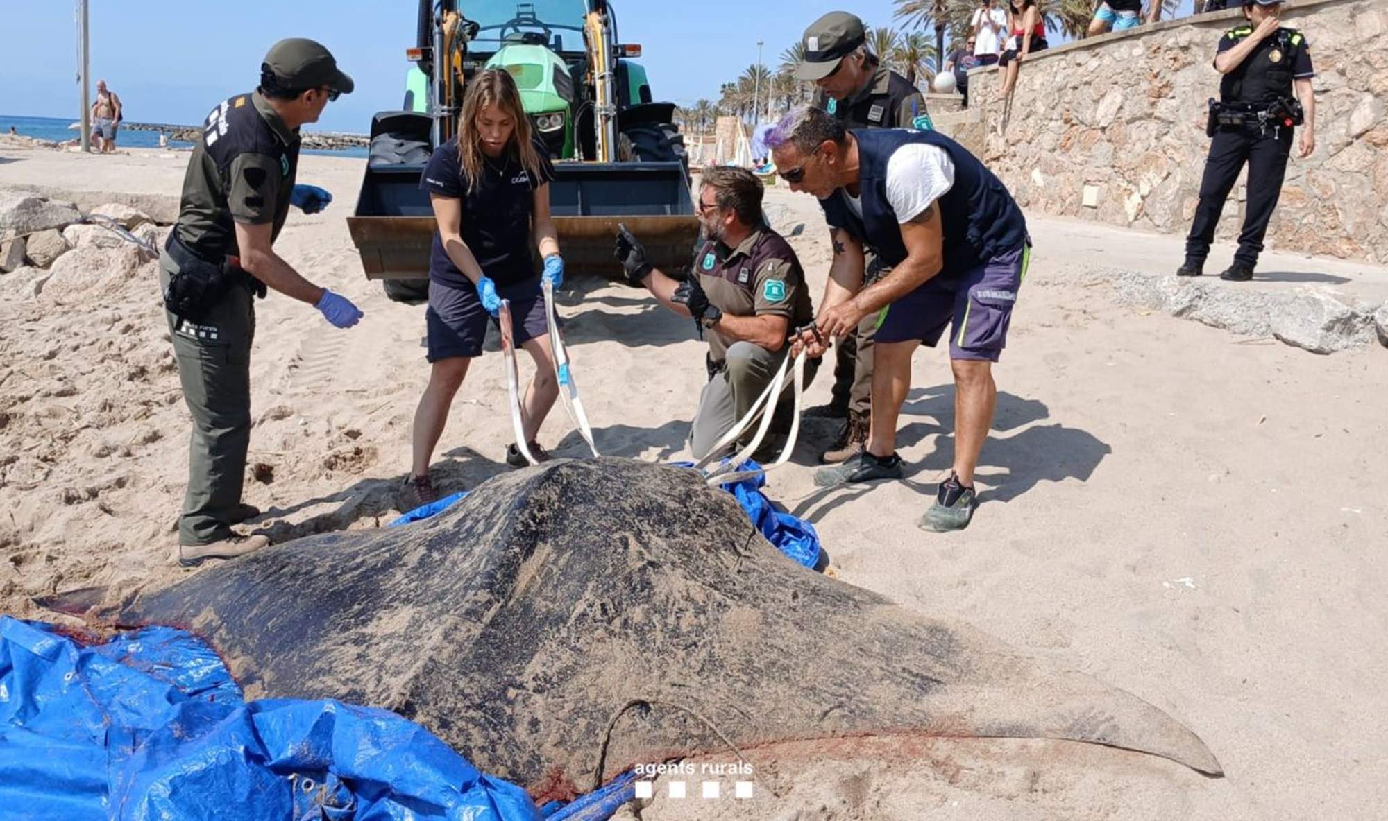 Una manta ratlla gegant mor atrapada a la sorra de la platja de Sitges