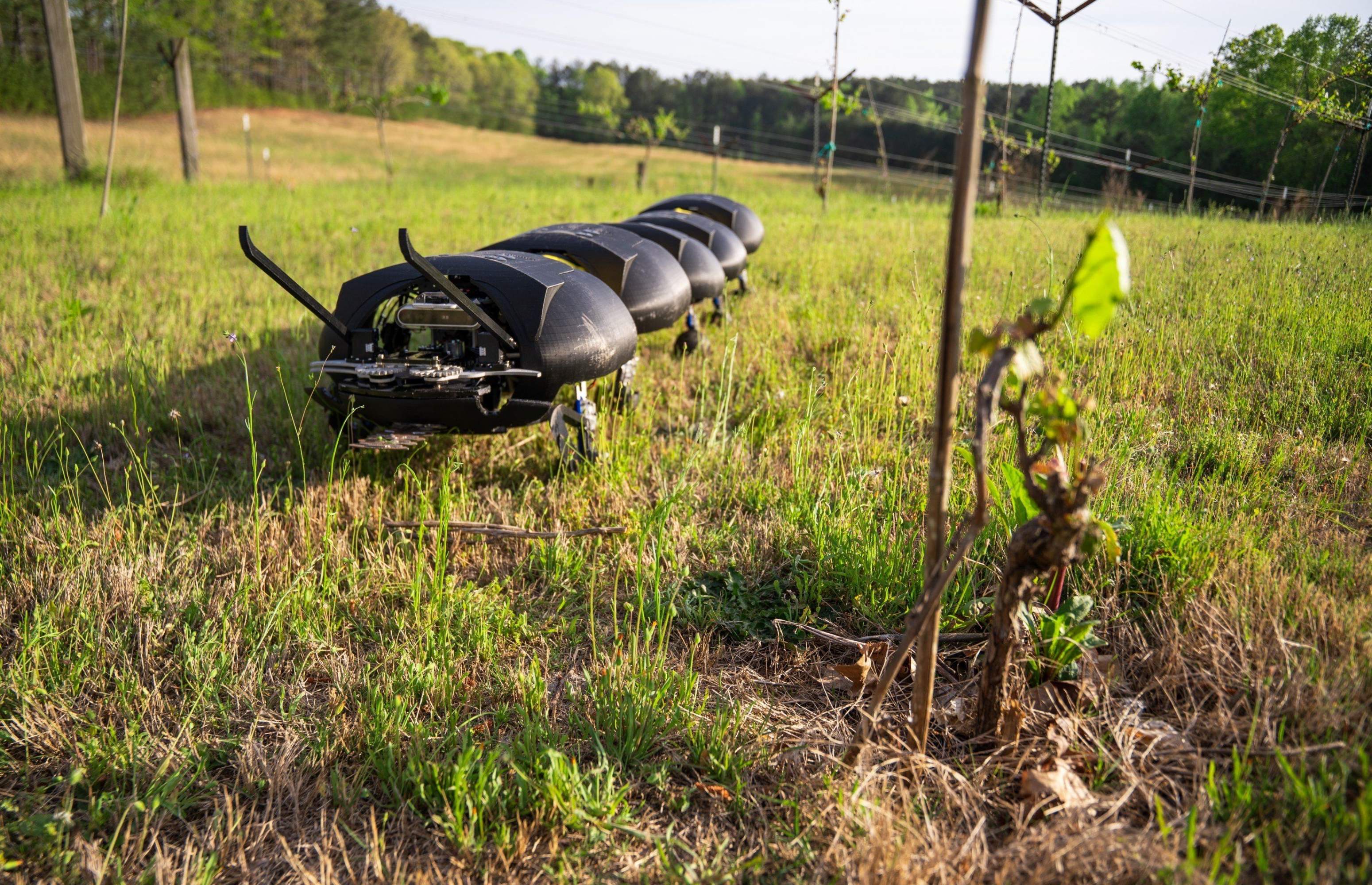 Els robots "centpeus" han arribat i tindran una tasca molt important: es cuidaran dels nostres camps