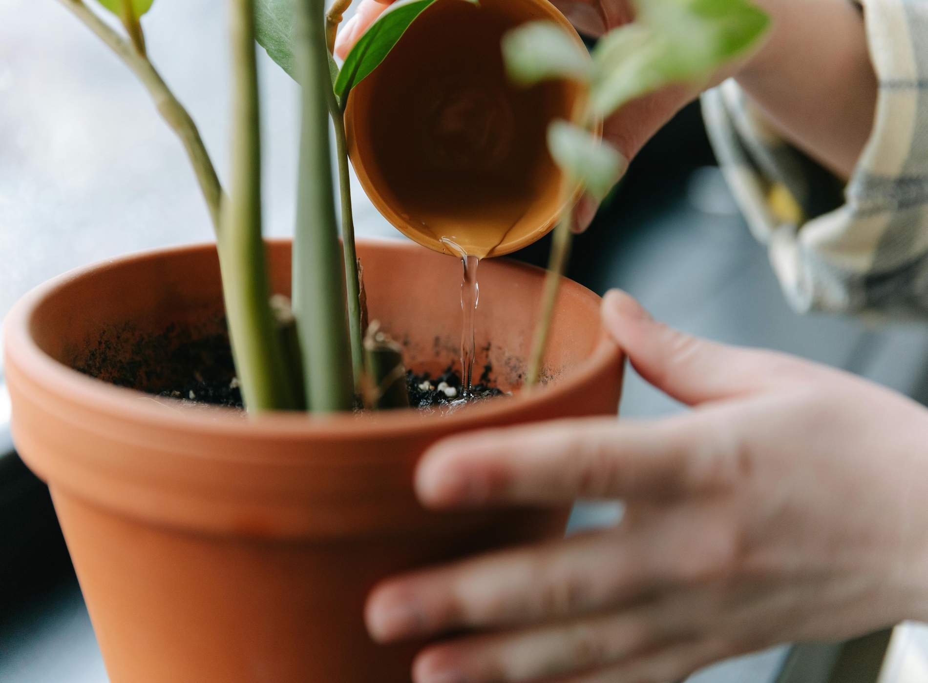 No utilitzis més testos de fang: aquesta és la millor opció perquè les teves plantes visquin més