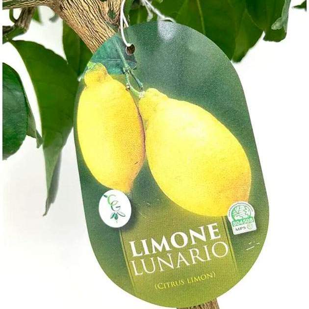LLIMONER 4 ESTACIONS LLIMONER 4 ESTACIONS