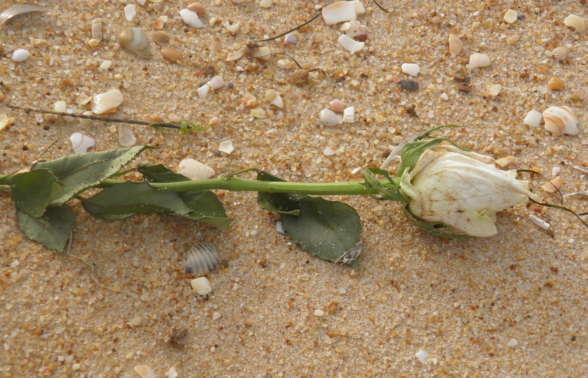 Ya está en marcha el festival Cubelles Noir