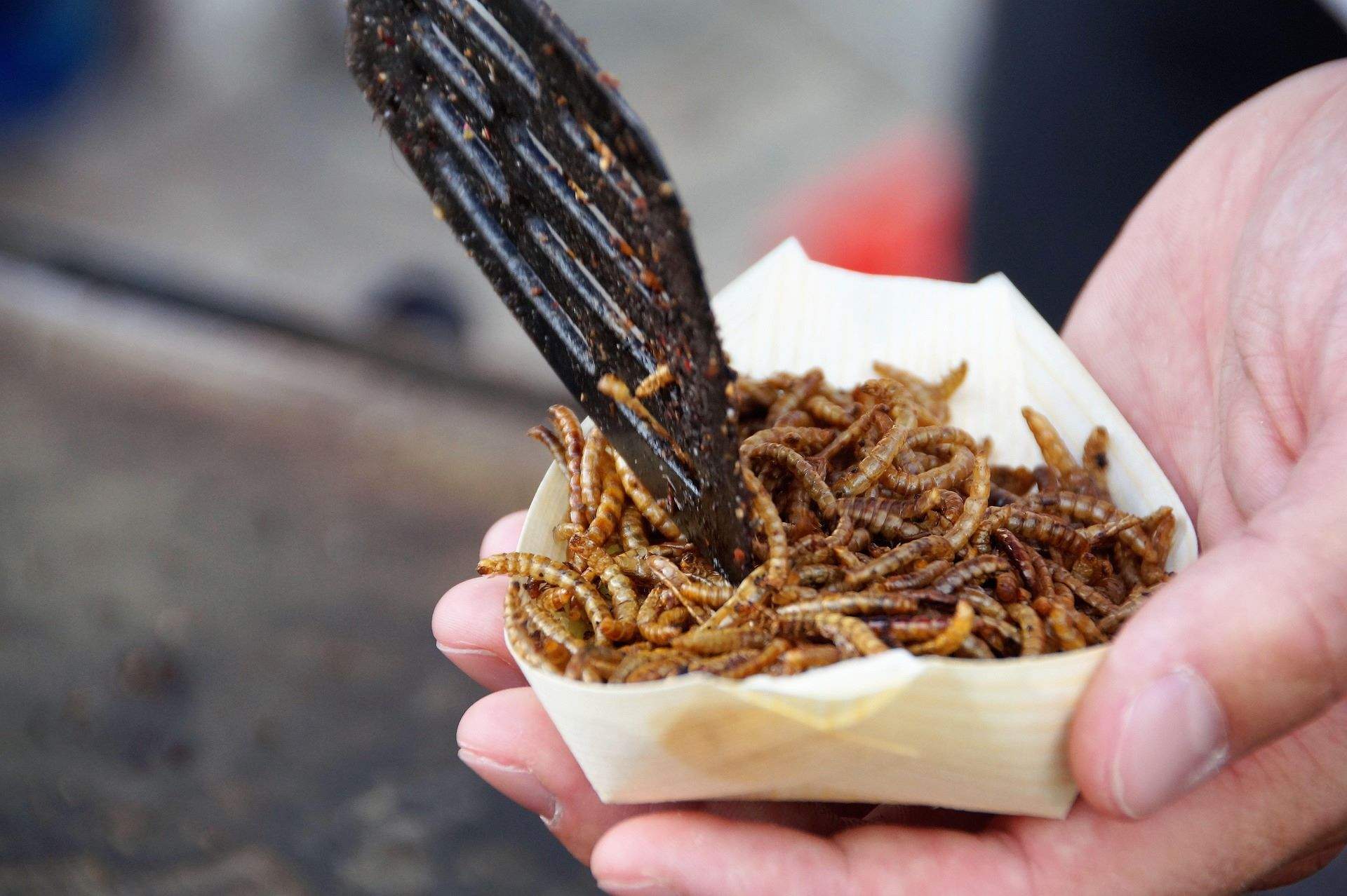 És legal servir insectes al restaurant? Aquest és el reconegut local de Barcelona que ho fa
