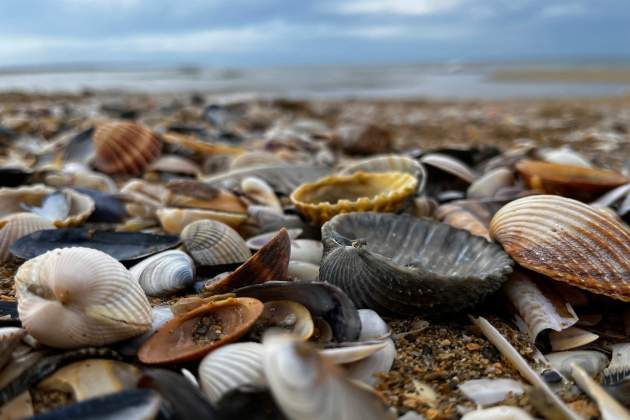 Petxines en una platja