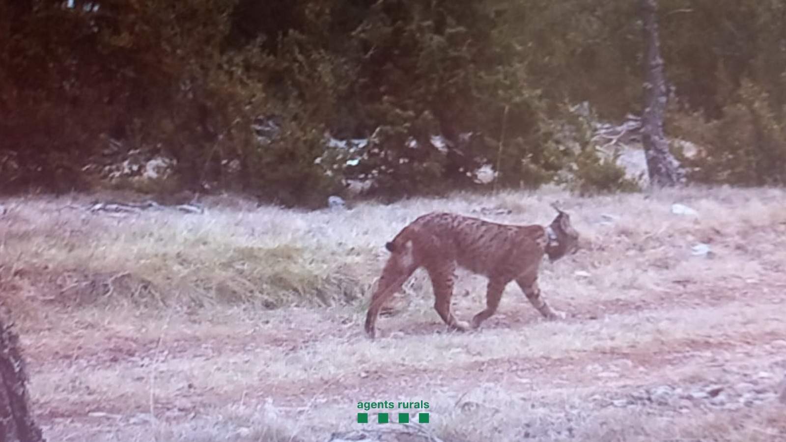 Así se ha detectado 'Secreto' en Catalunya, un lince ibérico en libertad