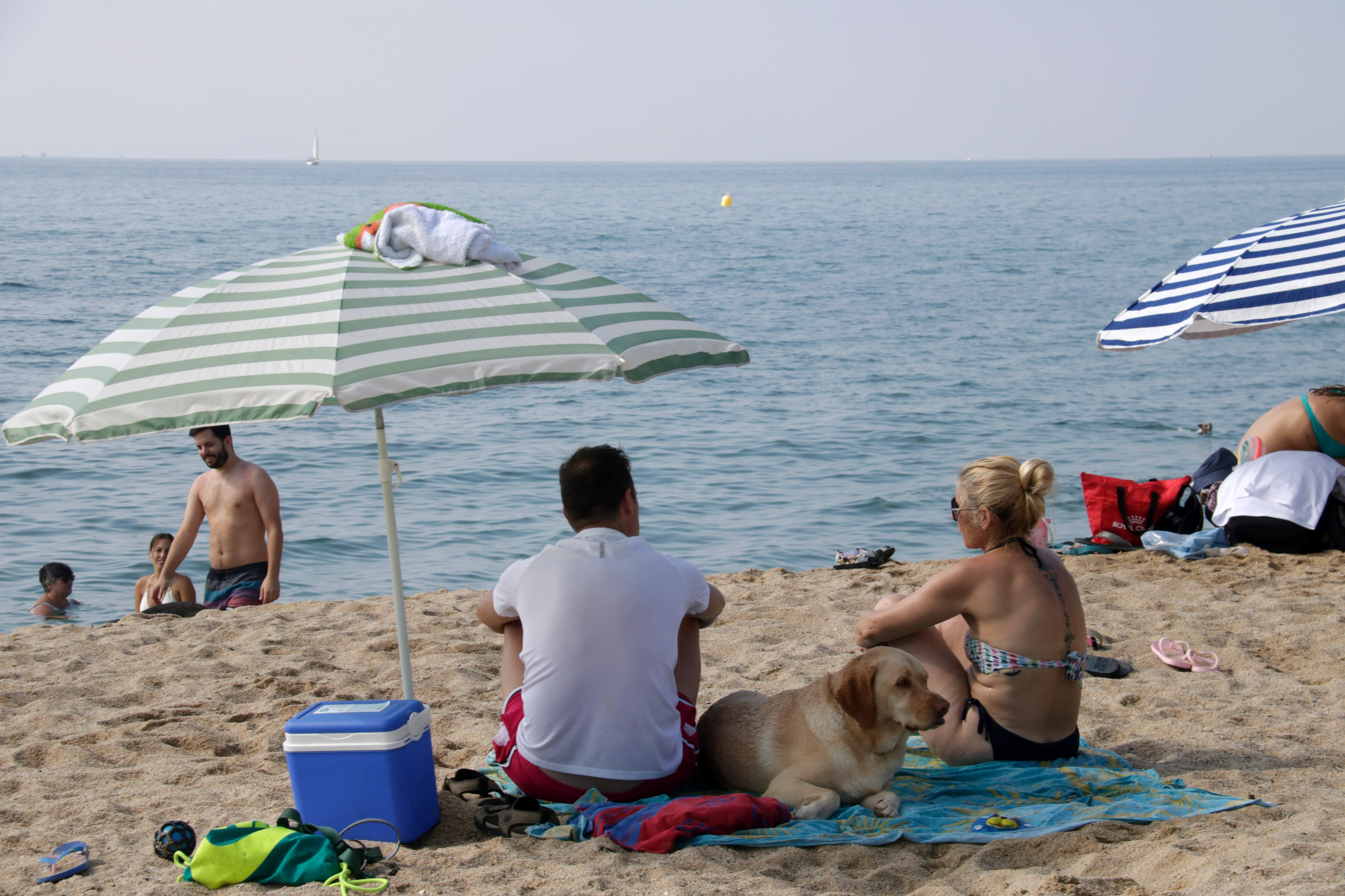 Más playas para perros este verano: dos de cada tres municipios tienen espacios habilitados