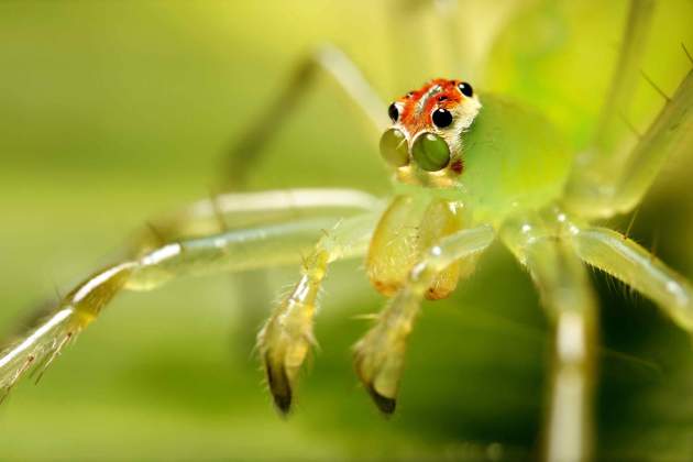 biodiversitat costa rica / Foto: Jeffrey Arguedas / Efe