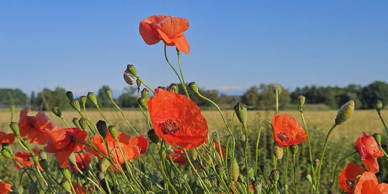 El verano llega a Catalunya este fin de semana con algunos chaparrones ...