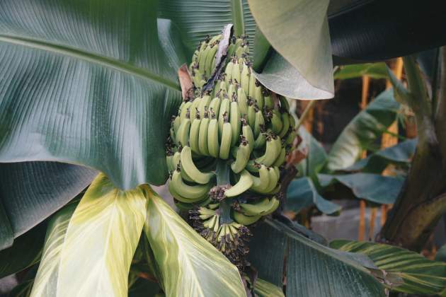 El plàtan és una fruita de fàcil conservació / Foto: Unsplash El plàtan és una fruita de fàcil conservació / Foto: Unsplash