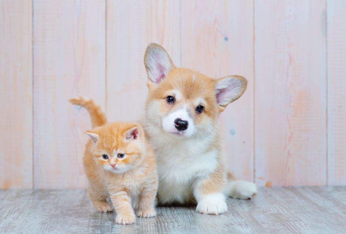 Advance lanza su primera guía de cachorros para concienciar a los 'pet-parents' sobre su cuidado y bienestar
