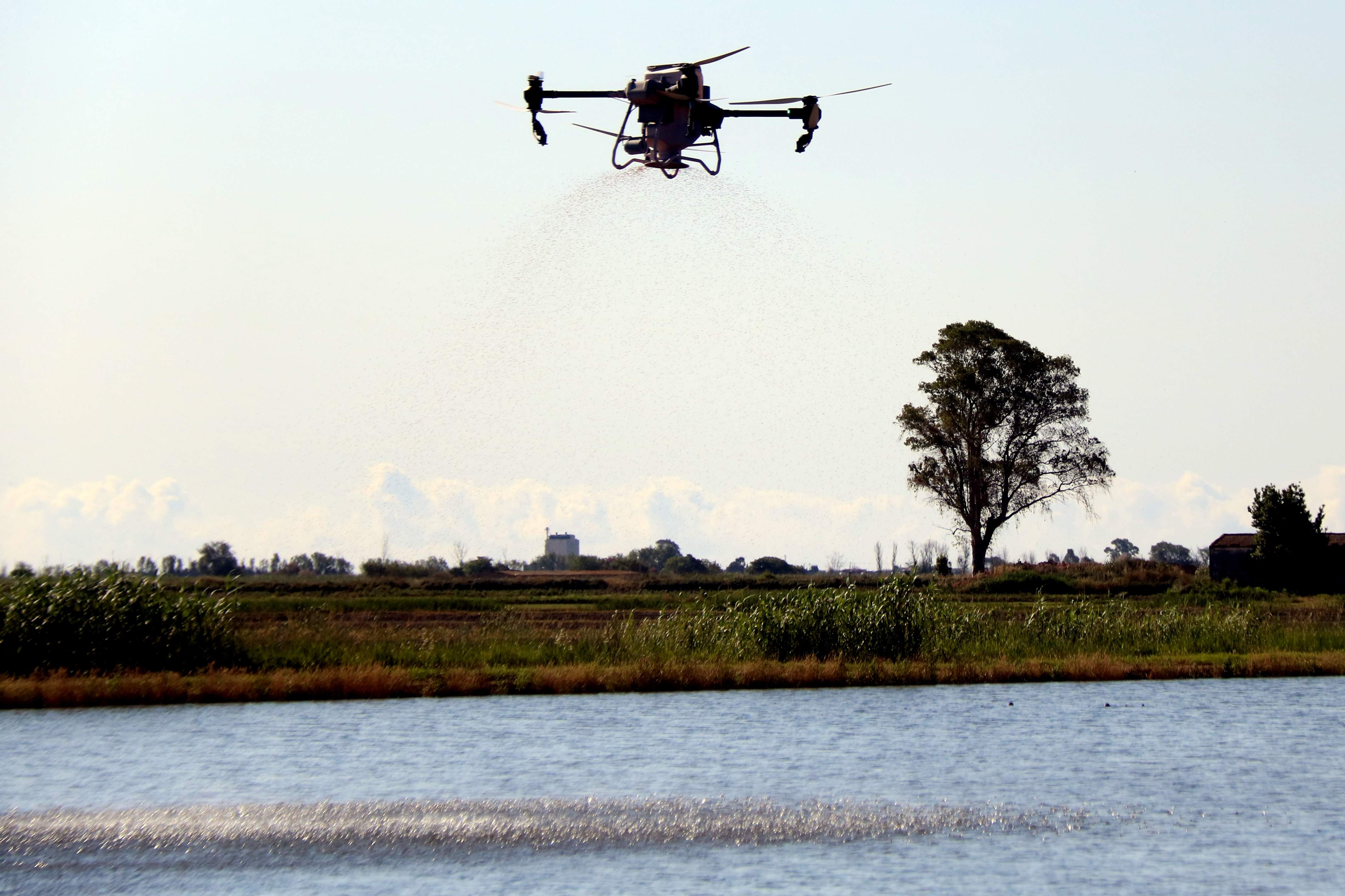 El futuro es ahora en el delta del Ebre: así siembran los campos de arroz con drones