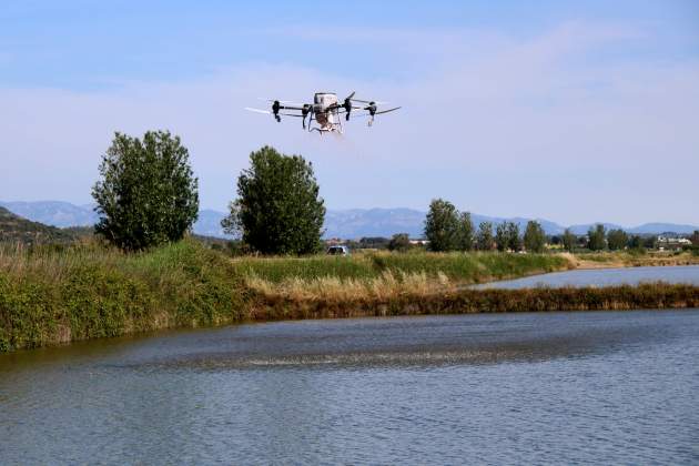 dron arroz sembrar delta del ebre acn (4) dron arroz sembrar delta del ebre acn (4)